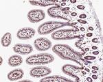 KDM6A Antibody in Immunohistochemistry (Paraffin) (IHC (P))