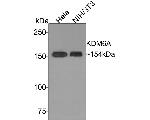 KDM6A Antibody in Western Blot (WB)