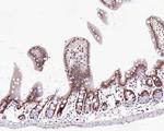 WTAP Antibody in Immunohistochemistry (Paraffin) (IHC (P))