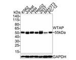 WTAP Antibody in Western Blot (WB)