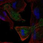 MEGF10 Antibody in Immunocytochemistry (ICC/IF)