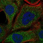 NDRG4 Antibody in Immunocytochemistry (ICC/IF)