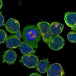 ECM2 Antibody in Immunocytochemistry (ICC/IF)