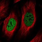 NEK5 Antibody in Immunocytochemistry (ICC/IF)