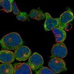 RASGRP3 Antibody in Immunocytochemistry (ICC/IF)