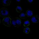 GP6 Antibody in Immunocytochemistry (ICC/IF)