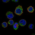 MARCH1 Antibody in Immunocytochemistry (ICC/IF)