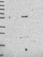 MARCH1 Antibody in Western Blot (WB)