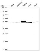 SLC38A7 Antibody in Western Blot (WB)