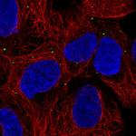 PRDX3 Antibody in Immunocytochemistry (ICC/IF)