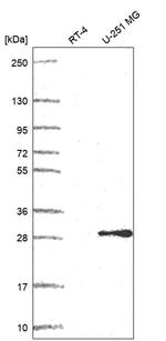 POP4 Antibody in Western Blot (WB)