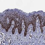 c-Jun Antibody in Immunohistochemistry (Paraffin) (IHC (P))