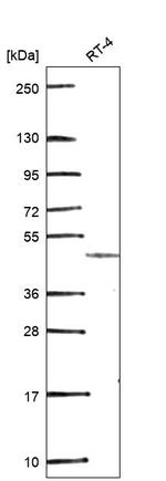 GDF7 Antibody in Western Blot (WB)