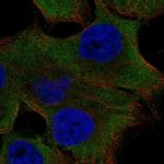 PK2L1 Antibody in Immunocytochemistry (ICC/IF)