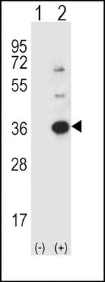 Caspase 3 Antibody in Western Blot (WB)