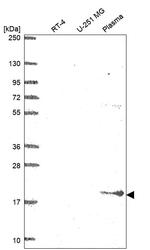 BST-2 Antibody in Western Blot (WB)