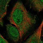 Pirin Antibody in Immunocytochemistry (ICC/IF)