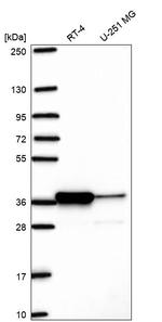 Pirin Antibody in Western Blot (WB)