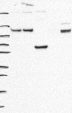 RTN2 Antibody in Western Blot (WB)