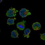 SLC24A2 Antibody in Immunocytochemistry (ICC/IF)