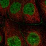 CCDC79 Antibody in Immunocytochemistry (ICC/IF)