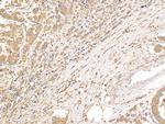 beta Tubulin Antibody in Immunohistochemistry (Paraffin) (IHC (P))