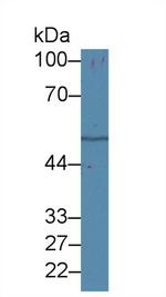 beta Tubulin Antibody in Western Blot (WB)