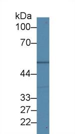 beta Tubulin Antibody in Western Blot (WB)