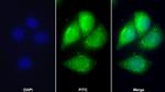 Apolipoprotein C1 Antibody in Immunocytochemistry (ICC/IF)