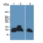 Apolipoprotein C1 Antibody in Western Blot (WB)