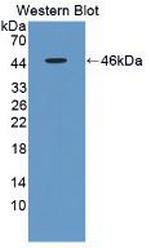 Apolipoprotein A5 Antibody in Western Blot (WB)