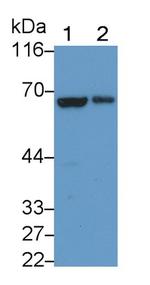 LOXL3 Antibody in Western Blot (WB)