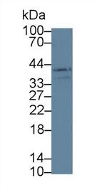 LOXL3 Antibody in Western Blot (WB)