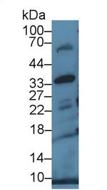 CD200 Antibody in Western Blot (WB)