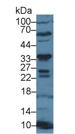 CD200 Antibody in Western Blot (WB)