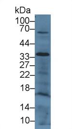 CD200 Antibody in Western Blot (WB)