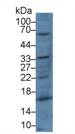 CD200 Antibody in Western Blot (WB)