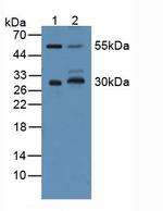 CD200 Antibody in Western Blot (WB)