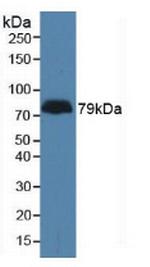 LPHN3 Antibody in Western Blot (WB)