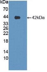 LPHN3 Antibody in Western Blot (WB)