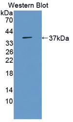 MPST Antibody in Western Blot (WB)