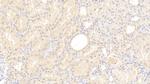 C8G Antibody in Immunohistochemistry (Paraffin) (IHC (P))