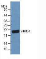 C8G Antibody in Western Blot (WB)