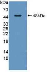 C8G Antibody in Western Blot (WB)