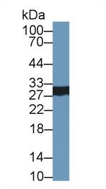 CELA2A Antibody in Western Blot (WB)