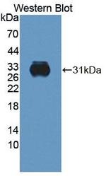 CELA2A Antibody in Western Blot (WB)