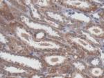 NME5 Antibody in Immunohistochemistry (Paraffin) (IHC (P))