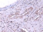 NME5 Antibody in Immunohistochemistry (Paraffin) (IHC (P))