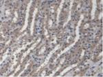 GBP4 Antibody in Immunohistochemistry (Paraffin) (IHC (P))