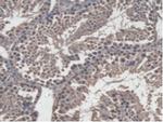 GBP4 Antibody in Immunohistochemistry (Paraffin) (IHC (P))